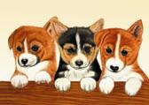 Corgi Puppies